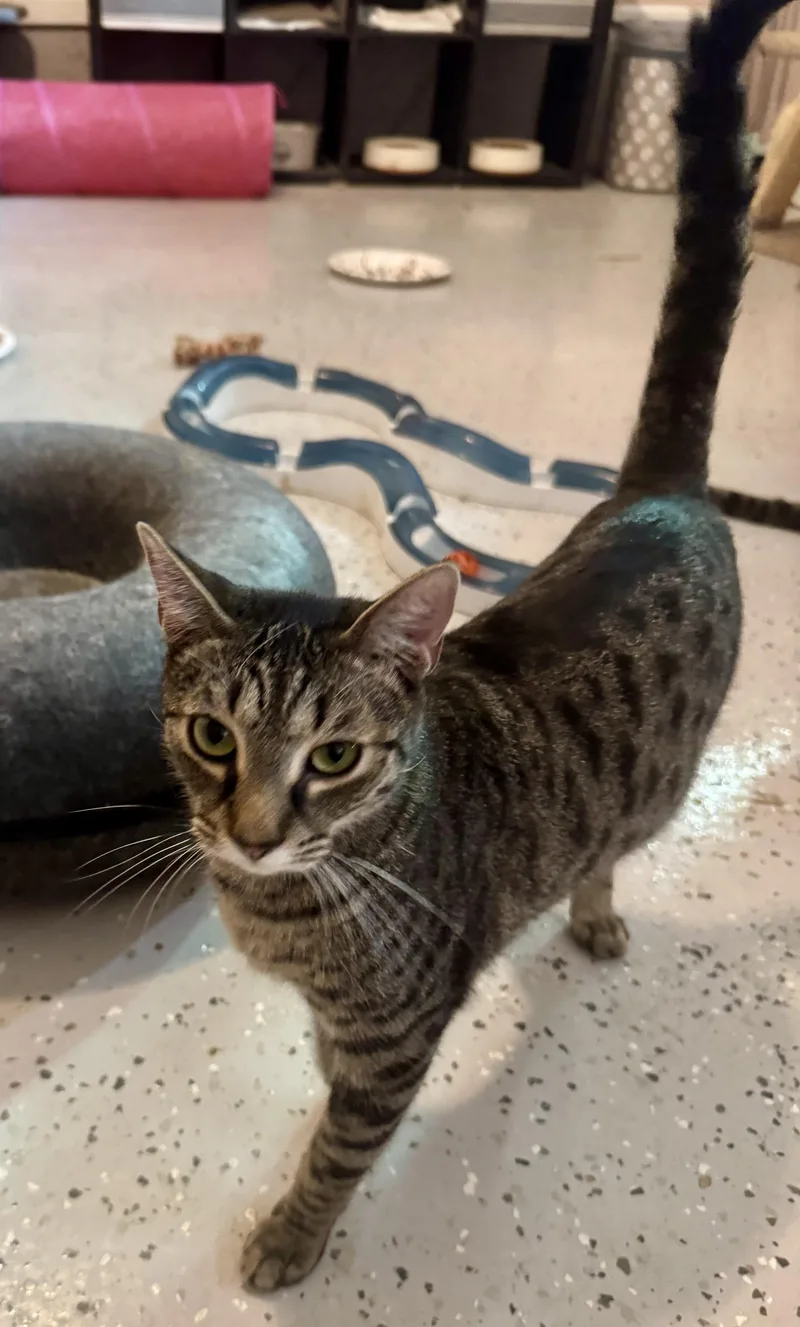 Fletcher =^.^= thumbnail 3