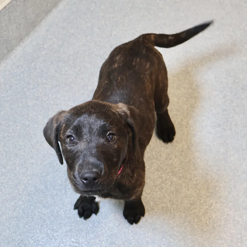 A baby large-sized female Golden Retriever dog named Juniper for adoption in Briarcliff Manor, NY