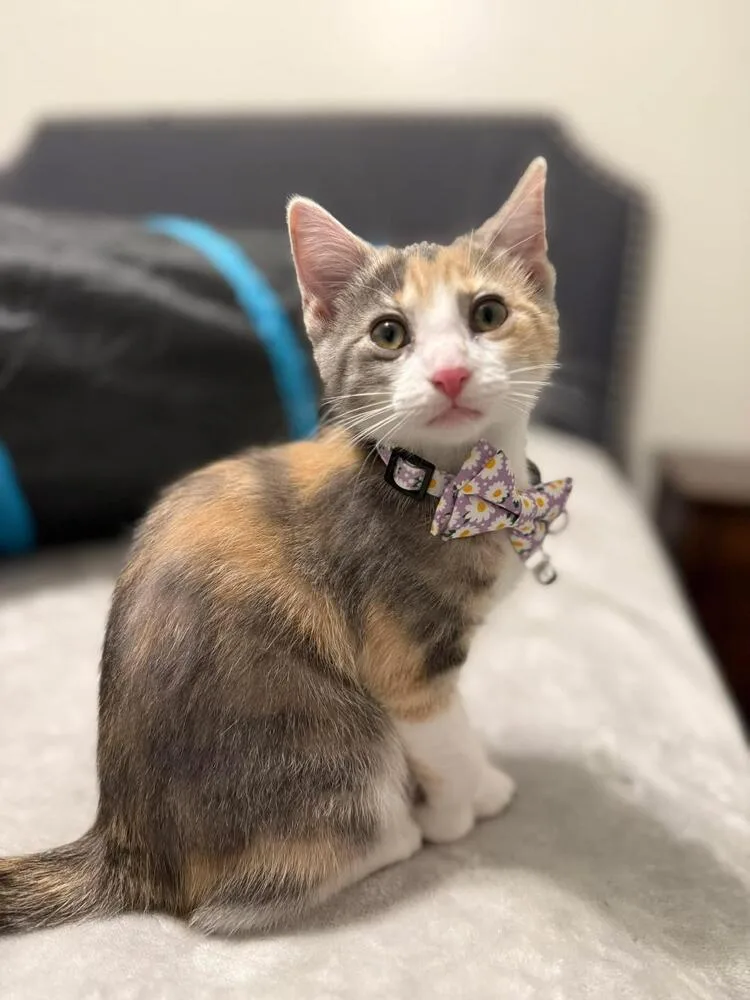 Margaret thumbnail 4