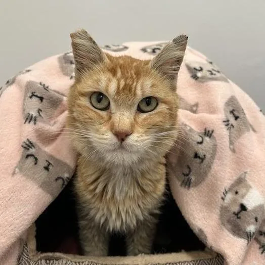 Tangerine thumbnail 4