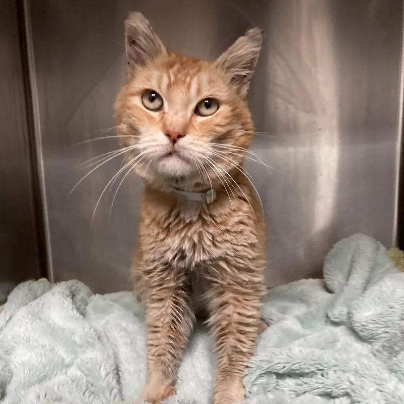 Tangerine thumbnail 5