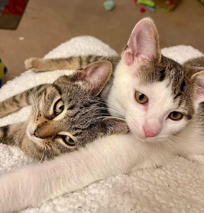 Toast Malone & Maple