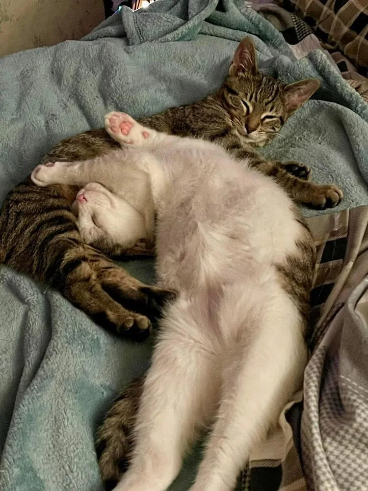 Toast Malone & Maple thumbnail 2