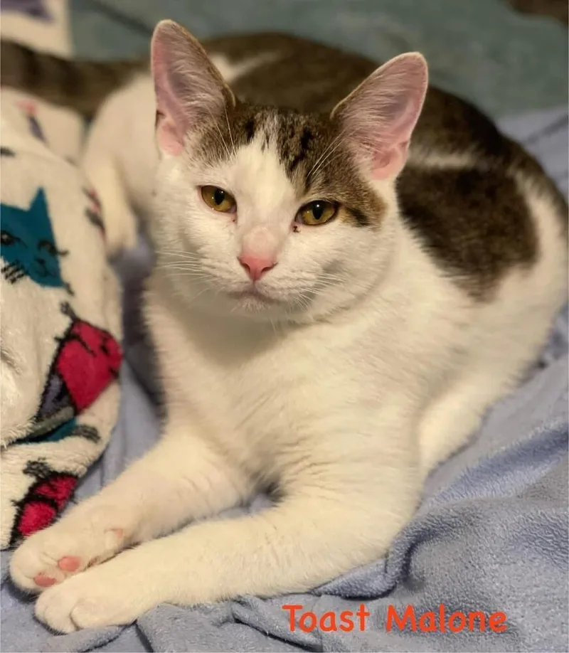 Toast Malone & Maple thumbnail 3