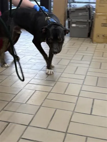 An adult large-sized male Mixed Breed dog named Lucas for adoption in Dallas, TX