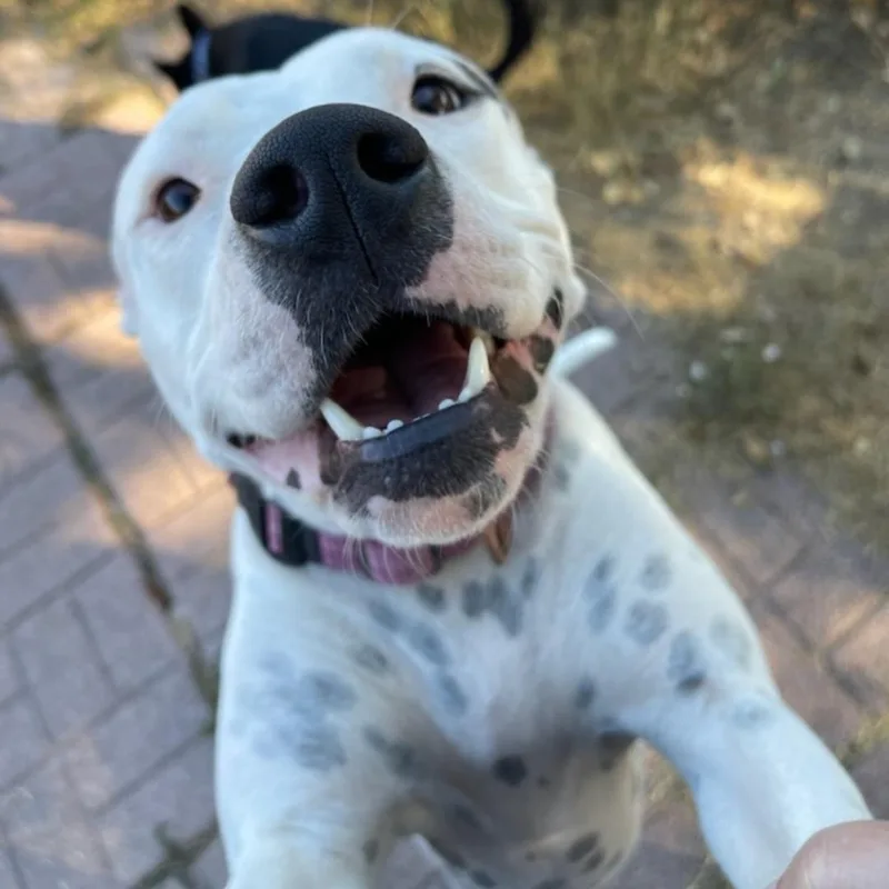 Dotpresident Of The Welcome thumbnail 3