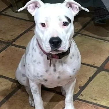 Dotpresident Of The Welcome