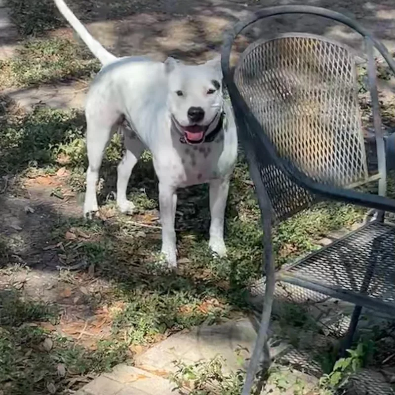 Dotpresident Of The Welcome thumbnail 4