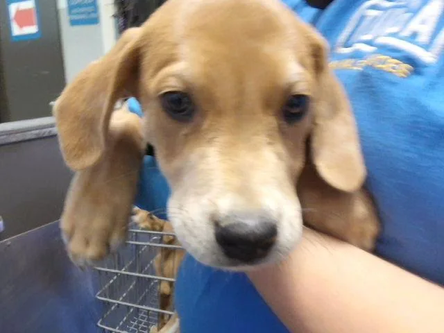 A baby small-sized male Labrador Retriever dog named Fee for adoption in Tulsa, OK