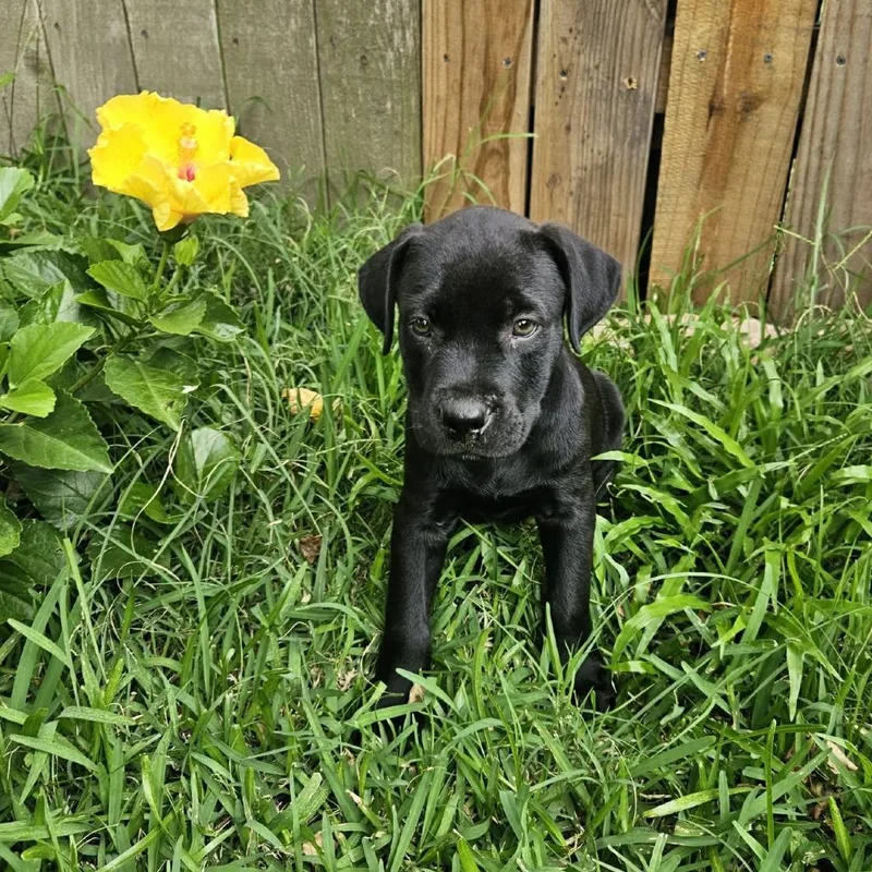 A baby medium-sized male Black Mixed Breed dog named Scorpio for adoption in Dickinson, TX