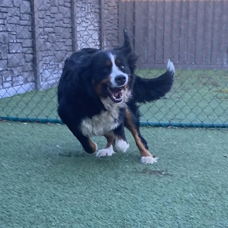 An adult large-sized male Brown / Chocolate Bernese Mountain Dog dog named Bruno for adoption in LOXAHATCHEE, FL