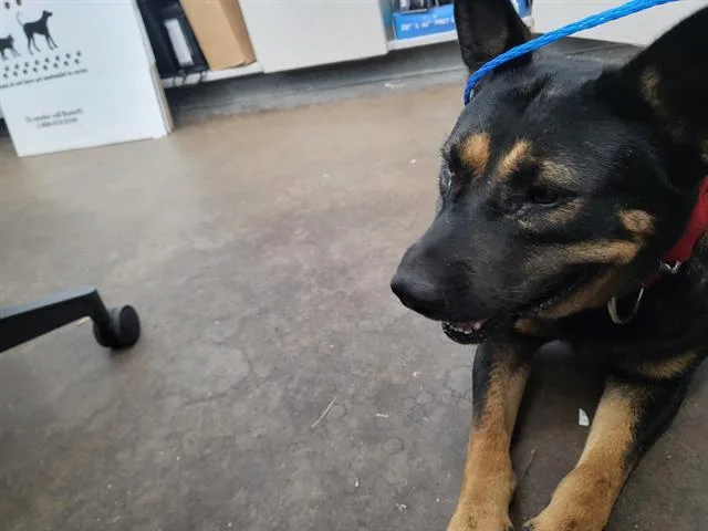 A young large-sized male Mixed Breed dog named Chip for adoption in Dallas, TX