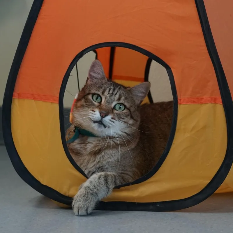 Olivia Ii thumbnail 2