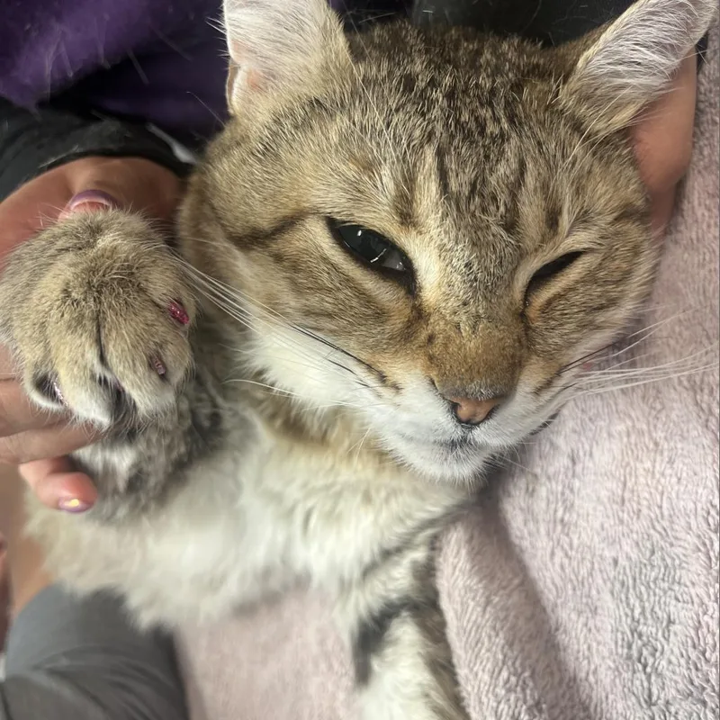 Olivia Ii thumbnail 3