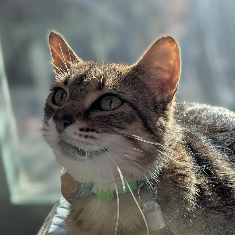 Olivia Ii thumbnail 4