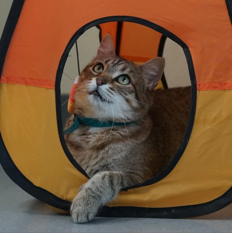 Olivia Ii thumbnail 5