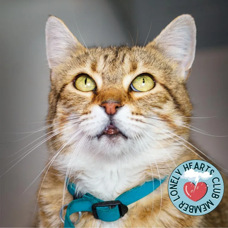 Olivia Ii thumbnail 6