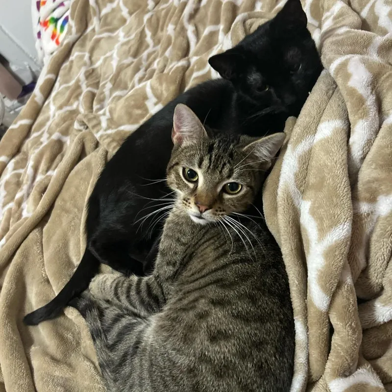 Mustard And Ketchup thumbnail 2