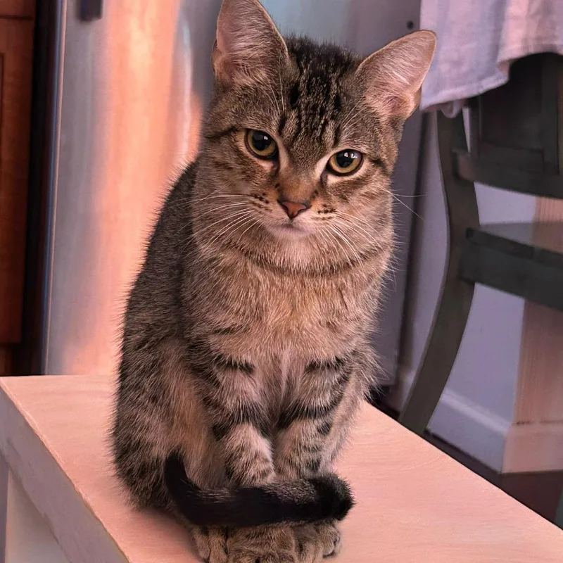 Mustard And Ketchup thumbnail 3