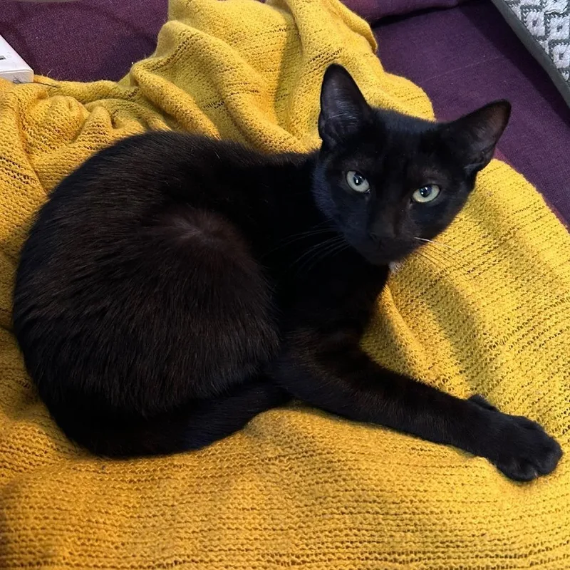 Mustard And Ketchup thumbnail 4