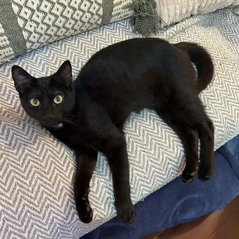 Mustard And Ketchup thumbnail 5