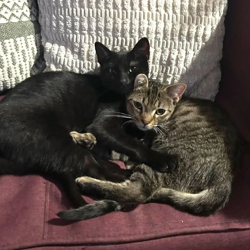 Mustard And Ketchup thumbnail 6