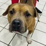 An adult medium-sized male Terrier dog named Baby for adoption in Tampa, FL