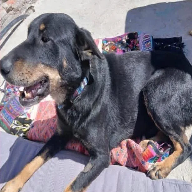 An adult medium-sized male Hound dog named Mongoose for adoption in Aldie, VA