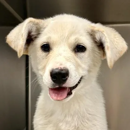 A baby medium-sized female Australian Cattle Dog / Blue Heeler dog named White Chocolate for adoption in Sacramento, CA