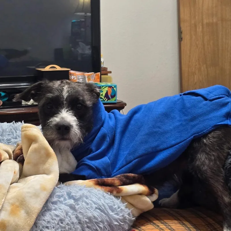 An adult medium-sized female Schnauzer dog named Miss Rowdy for adoption in Ennis, TX