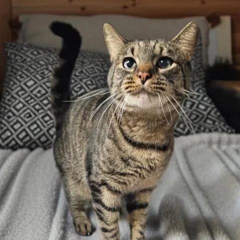A senior small-sized male Domestic Short Hair cat named Buddy for adoption in Clinton Township, MI