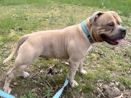 An adult medium-sized male Mixed Breed dog named Charmander for adoption in Washington, DC