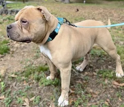 Charmander thumbnail 2