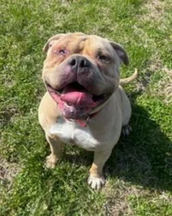 Charmander thumbnail 3