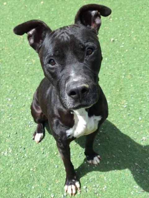 A senior large-sized female Staffordshire Bull Terrier dog named Princess for adoption in Woodland, CA