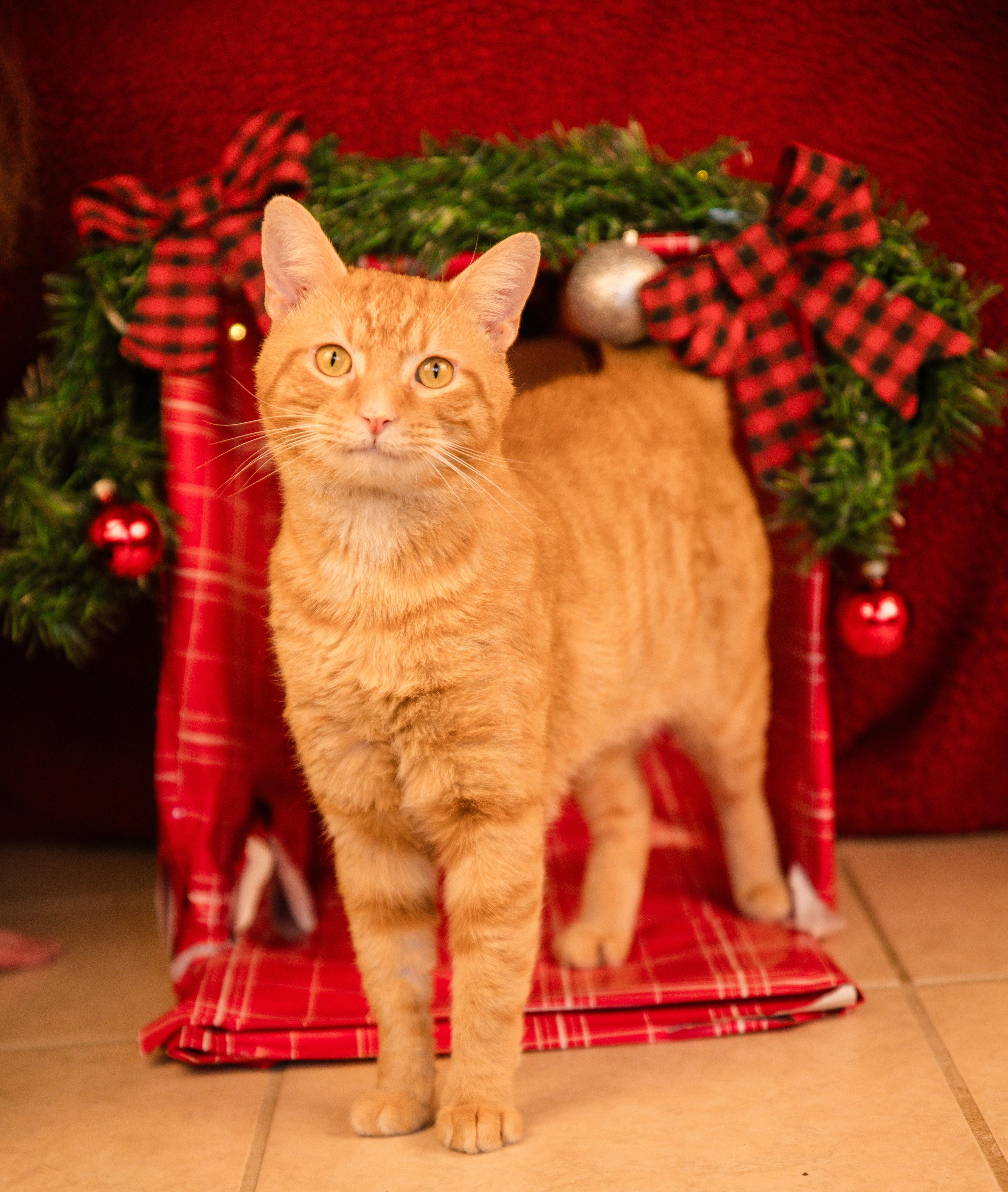 An adult large-sized male Tabby (Orange / Red) Domestic Short Hair cat named Reginald aka Reggie for adoption in Grove City, OH