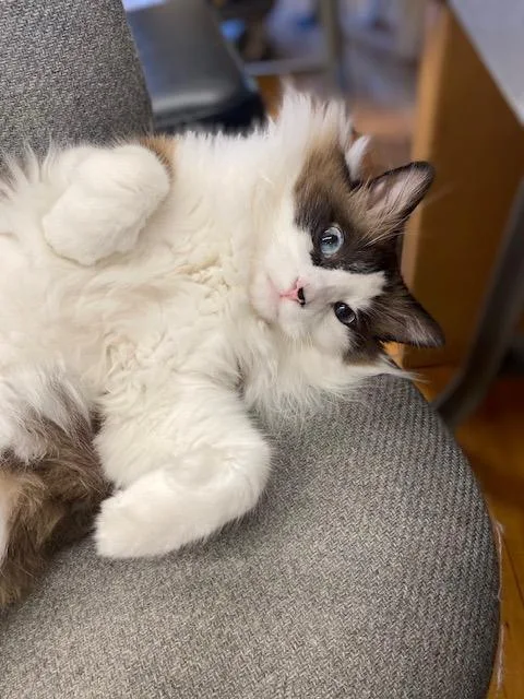 Harry Potter thumbnail 5