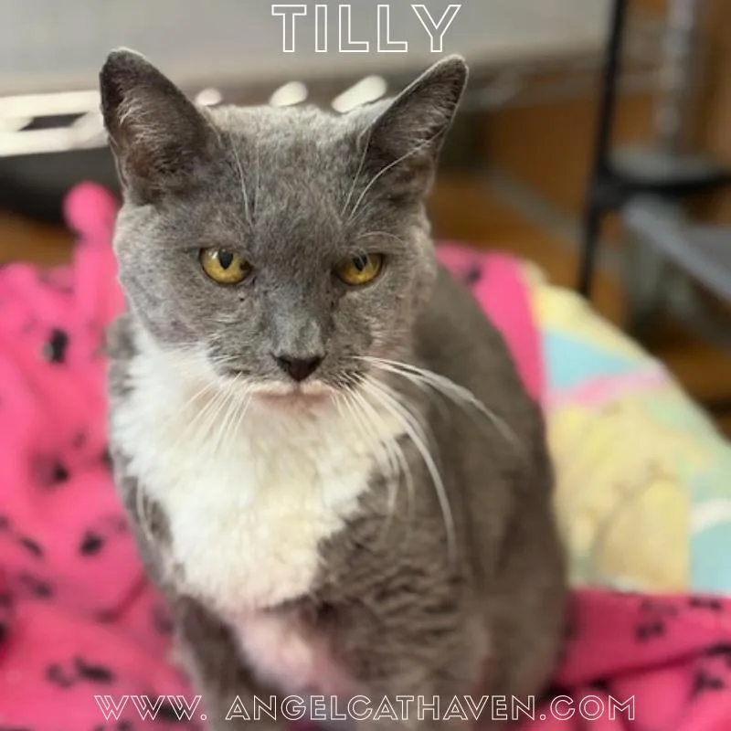 Tilly