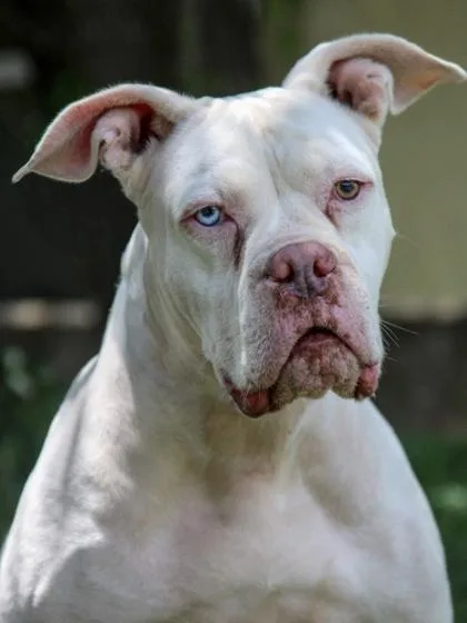 Push Pop thumbnail 2