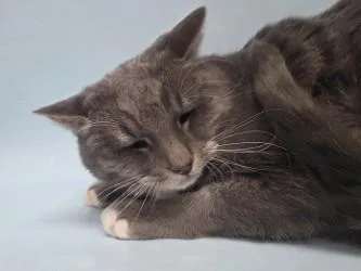 Periwinkle thumbnail 2