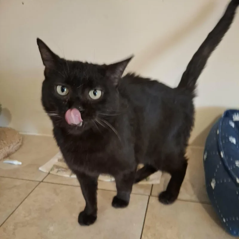 Mona Lisa thumbnail 2