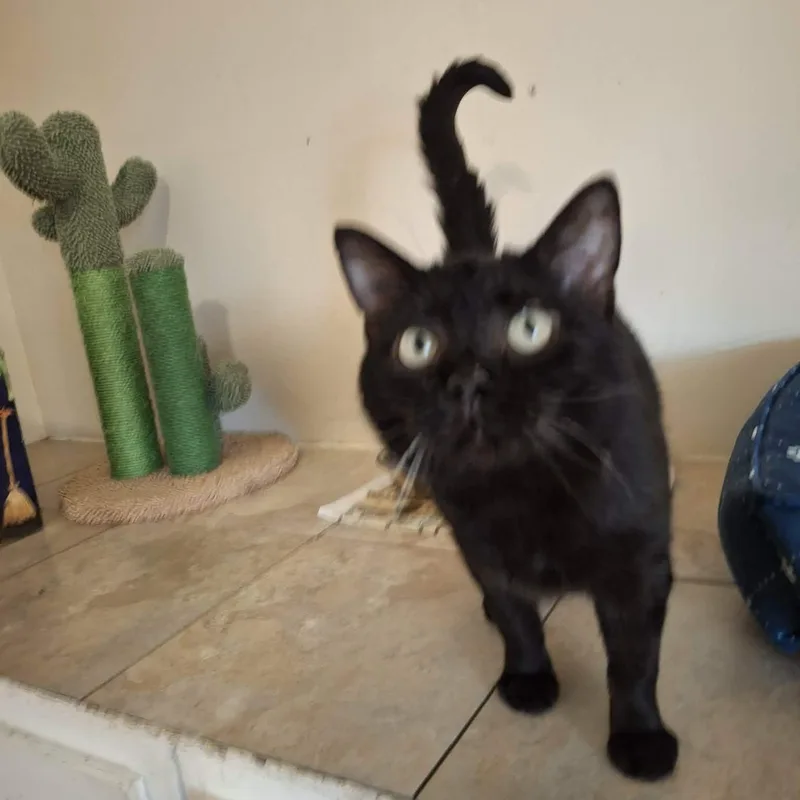 Mona Lisa thumbnail 3