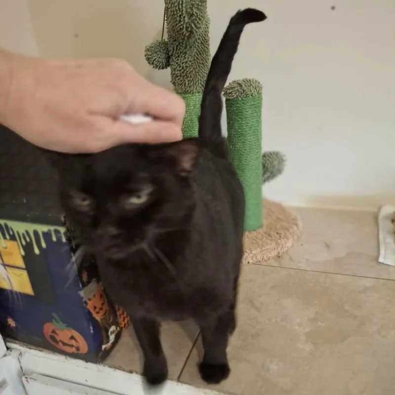 Mona Lisa thumbnail 4