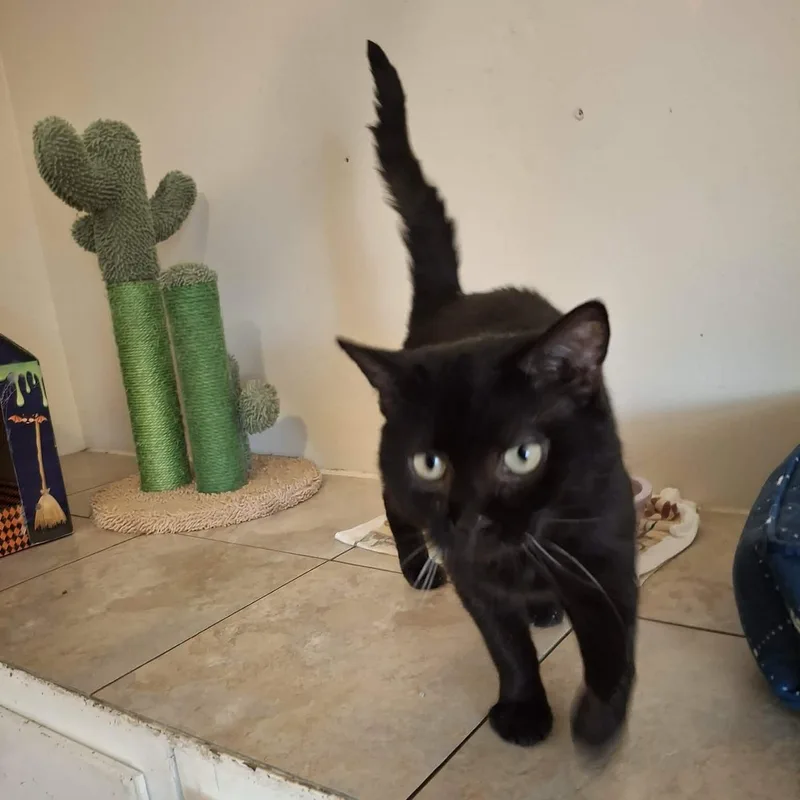 Mona Lisa thumbnail 5