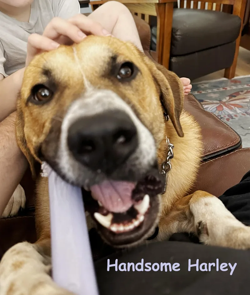 Handsome Harley thumbnail 2