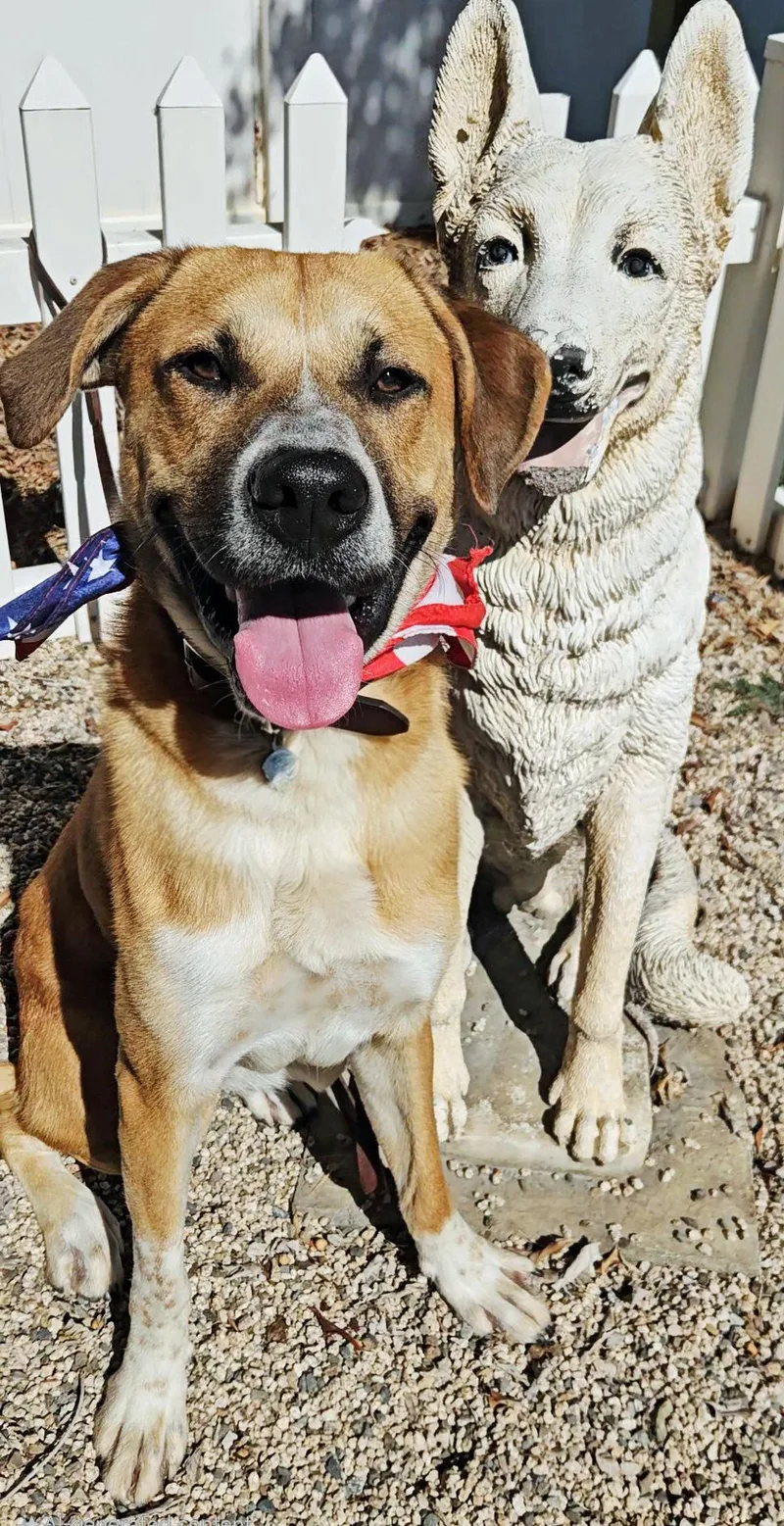 Handsome Harley thumbnail 3