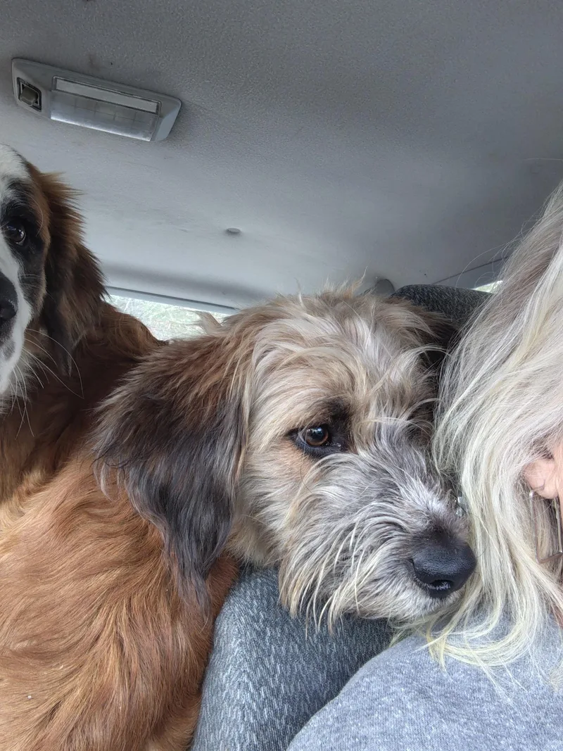 Lainey  Paws Behind thumbnail 2