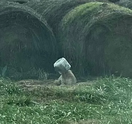 Lainey  Paws Behind thumbnail 4