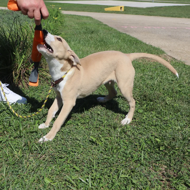 Petey  Paws Behind thumbnail 4