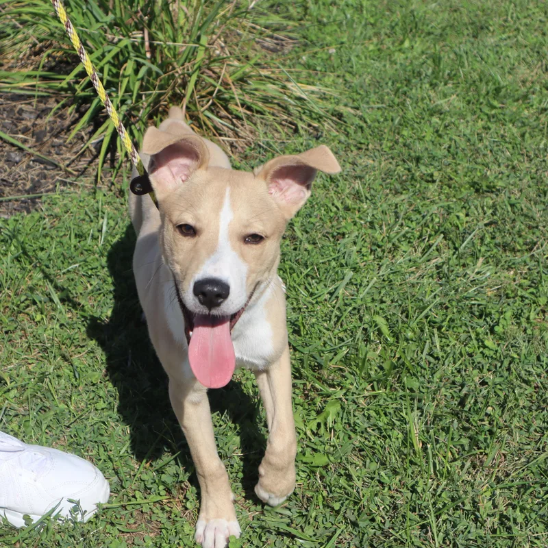 Petey  Paws Behind thumbnail 5